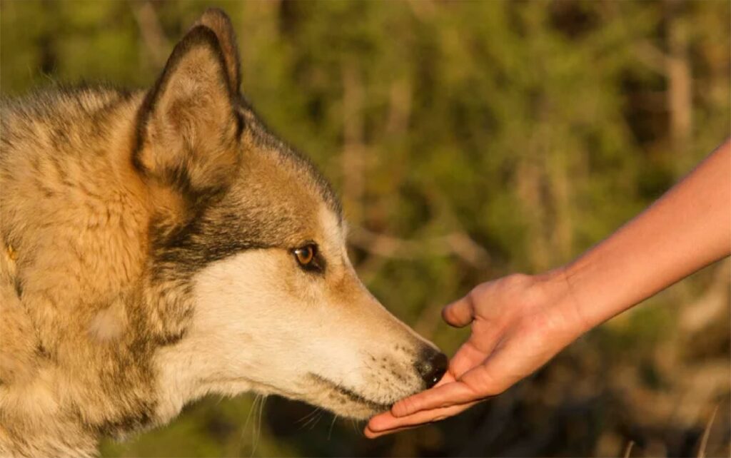 Wolf sniffing person's hand