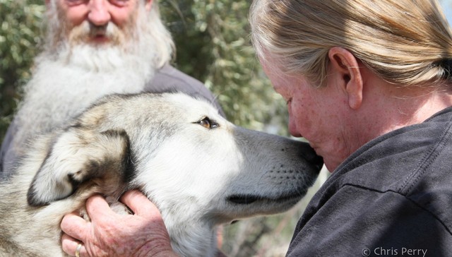 Woman kissing wolf