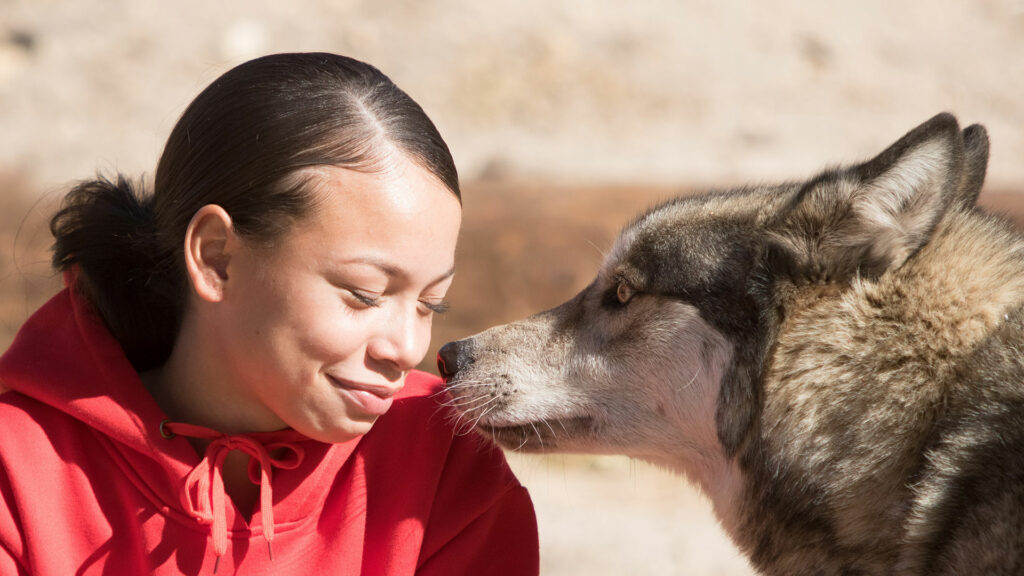Woman and wolf interacting