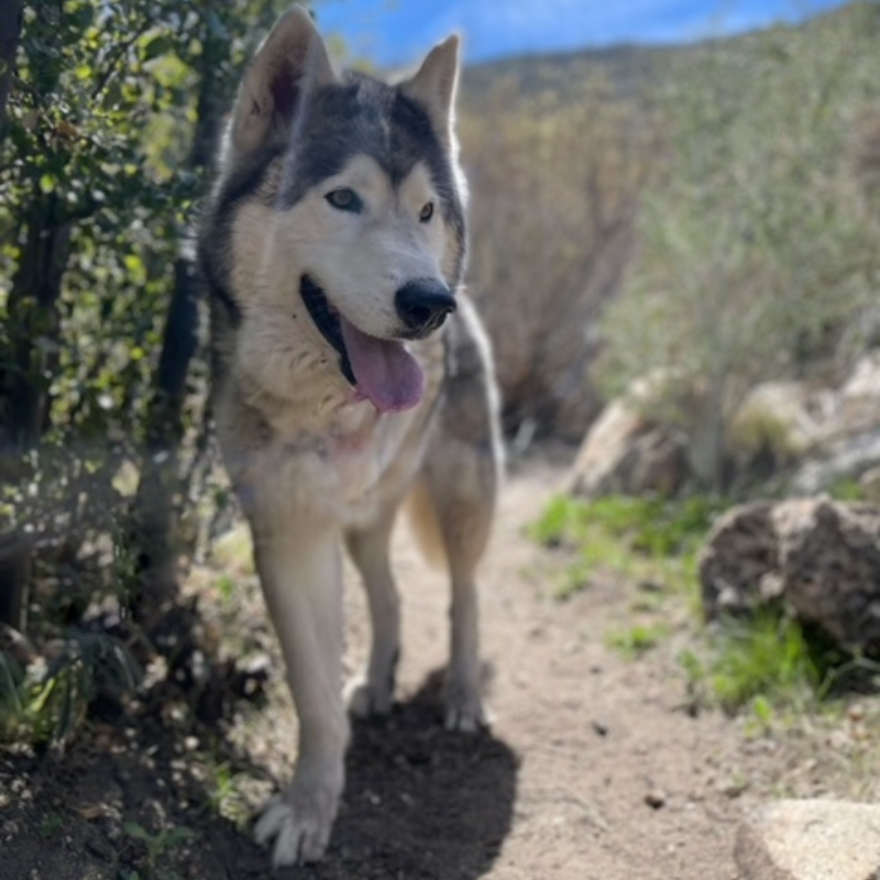 Wolve in trail Picture