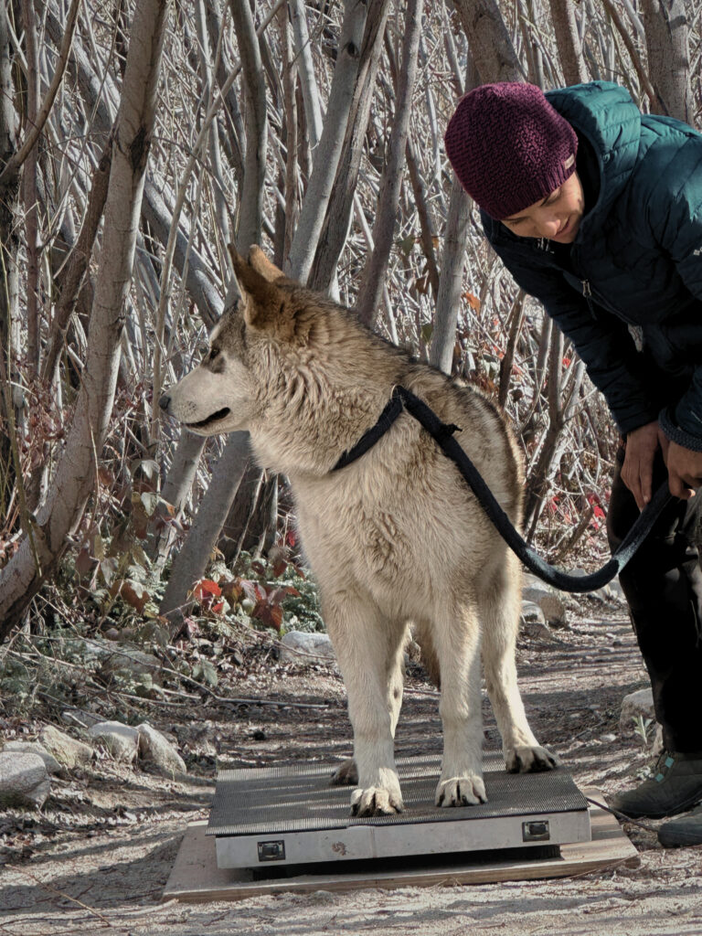 Rome Renee weighing check