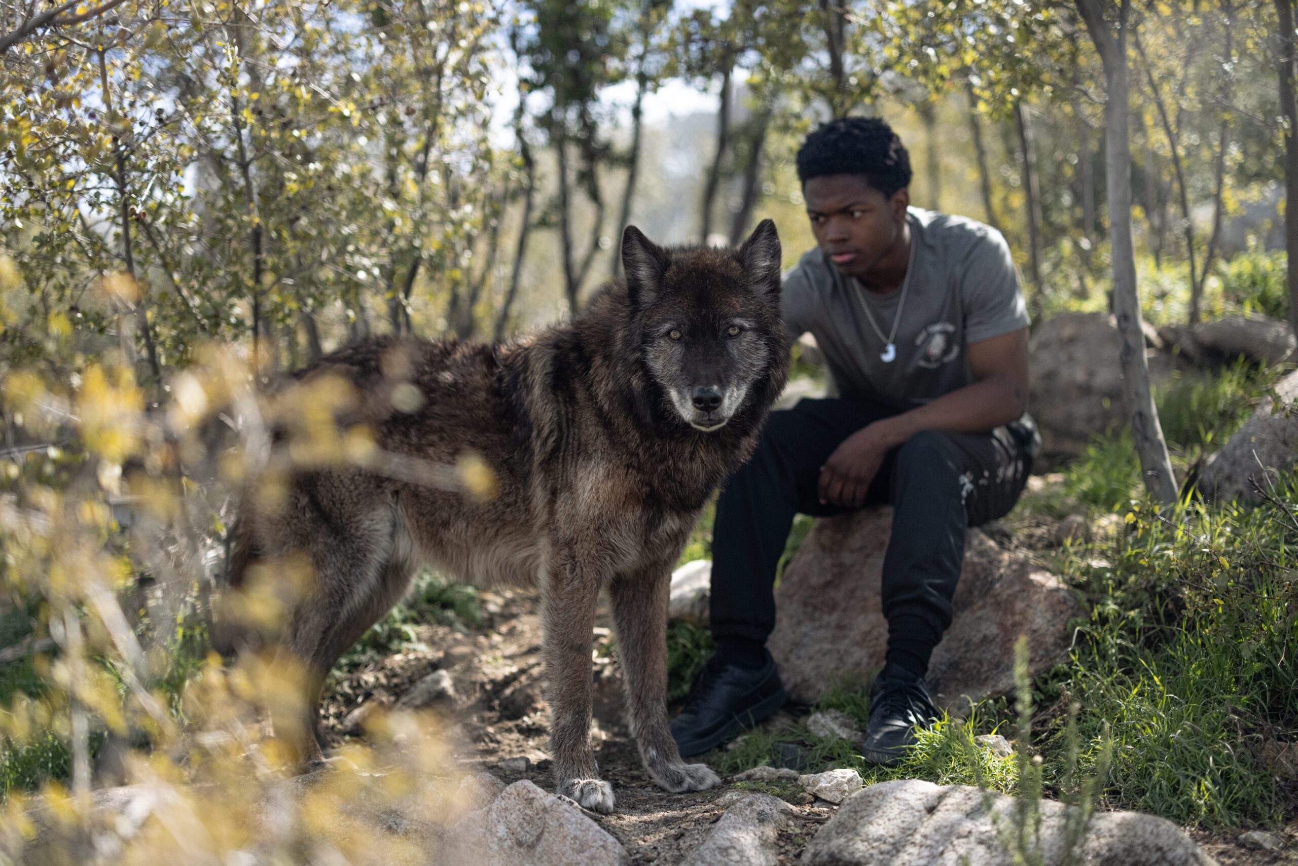 A Man looking to Wolf that Looking to Camera
