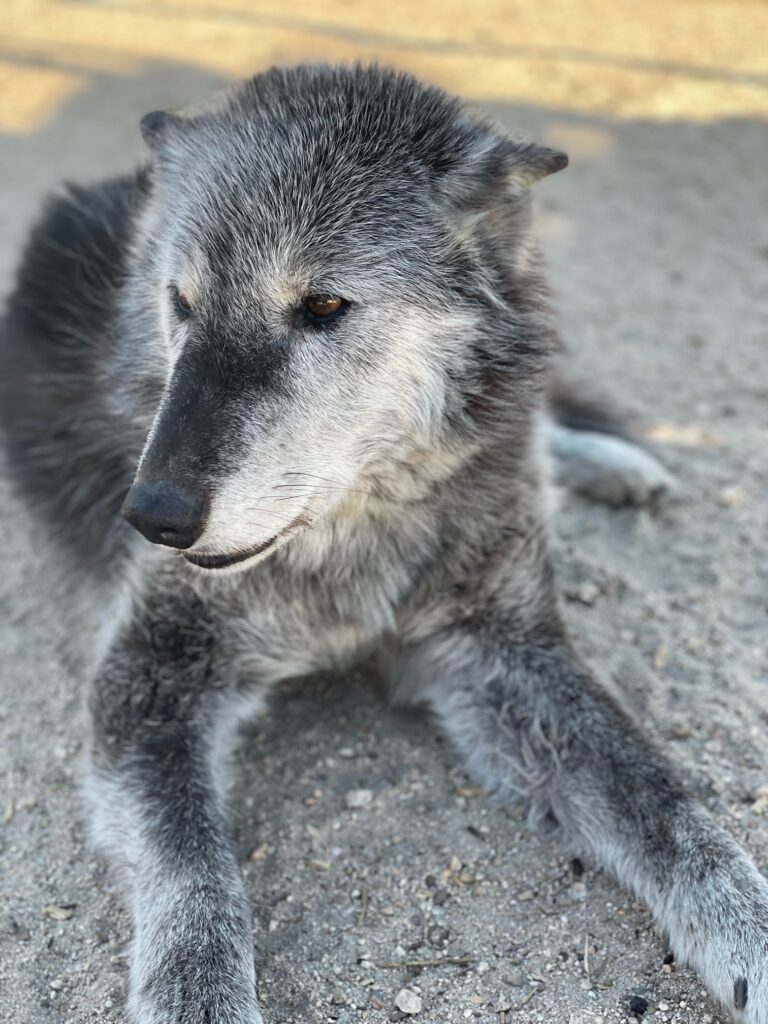 The Wolf Shade