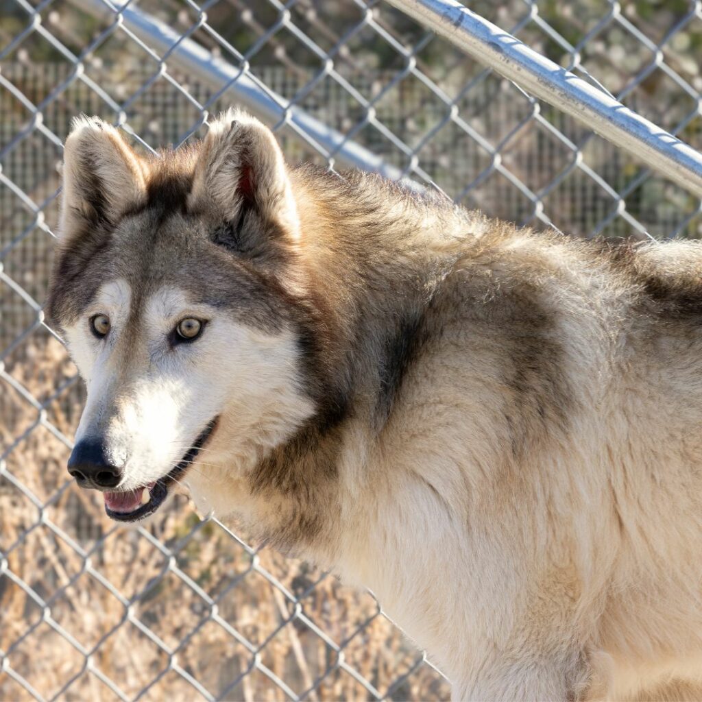 The Wolf Maverick